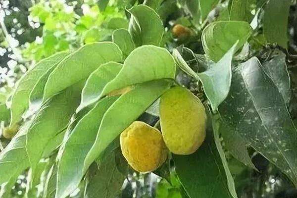 红桂木果的功效与作用