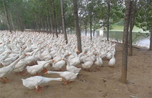 怎样提高养鹅的经济效益