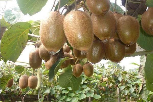 猕猴桃产地在哪里