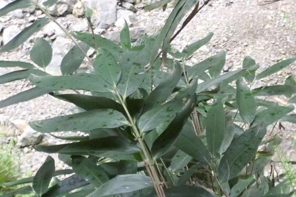 包粽子的叶子叫什么