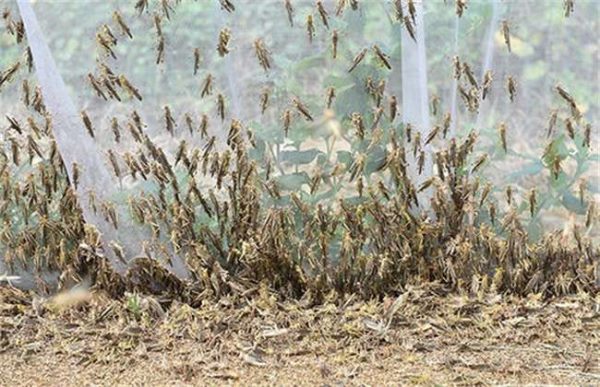 蝗灾主要危害的是什么？