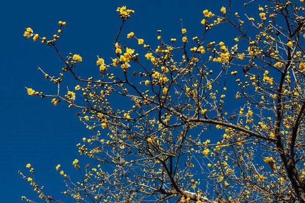 腊梅有红色的吗