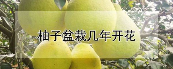 柚子盆栽几年开花