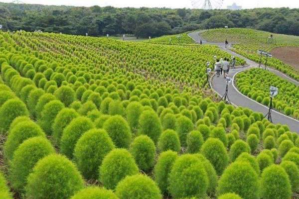 风滚草是扫帚苗吗