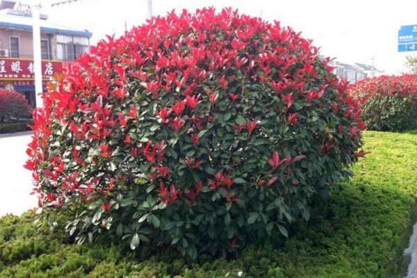红叶石楠树的寓意