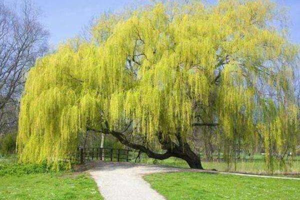 柳树和杨柳树是一样吗