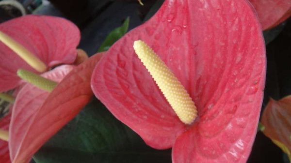 粉掌换盆的步骤