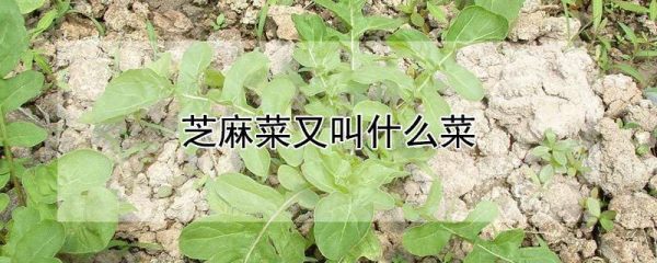 芝麻菜又叫什么菜