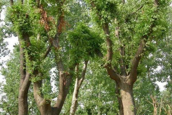 北方既耐寒又名贵树种