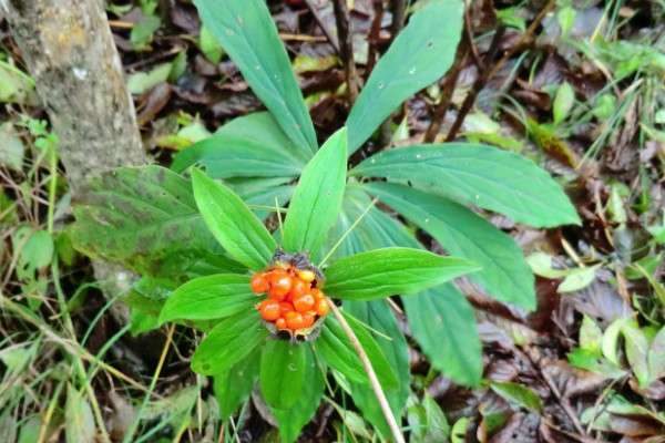 野生七叶一枝花有几种
