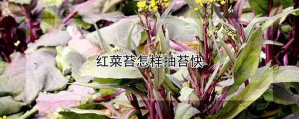 红菜苔怎样抽苔快