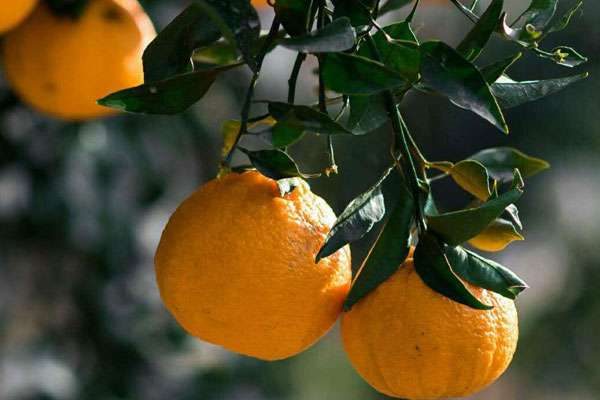 耙耙柑几月份成熟