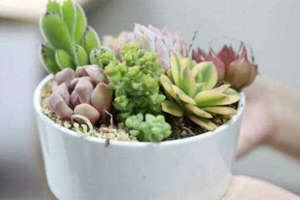 多肉抽芽怎么办