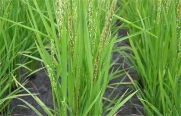 氮肥过量对作物有什么影响