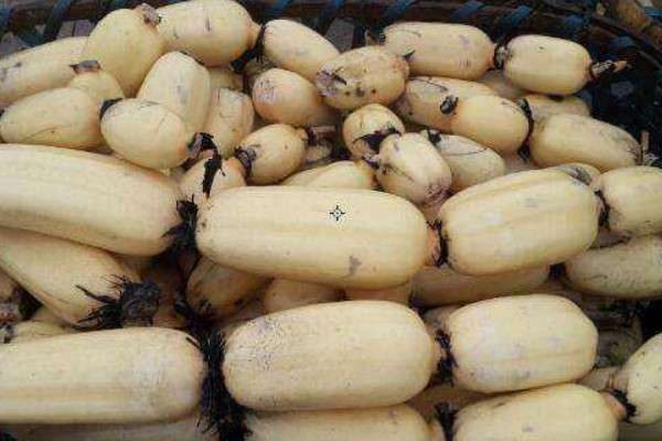 藕什么时候种植