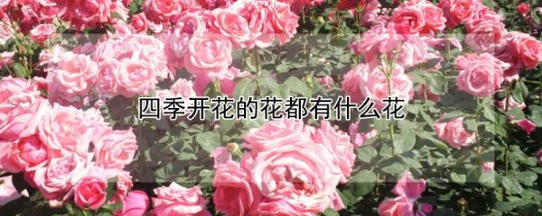 四季开花的花都有什么花