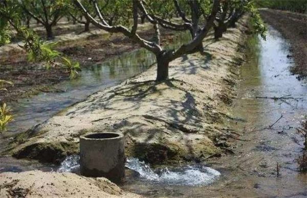 果树冬灌什么时间最好