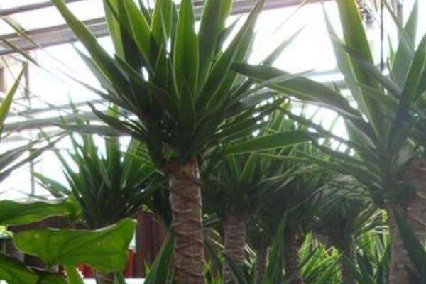 荷兰铁和龙血树的区别