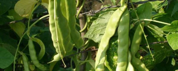 豆角需要打顶摘心吗