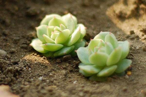 静夜烂根了怎么办