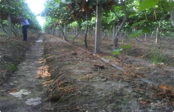 葡萄秋施基肥有什么好处