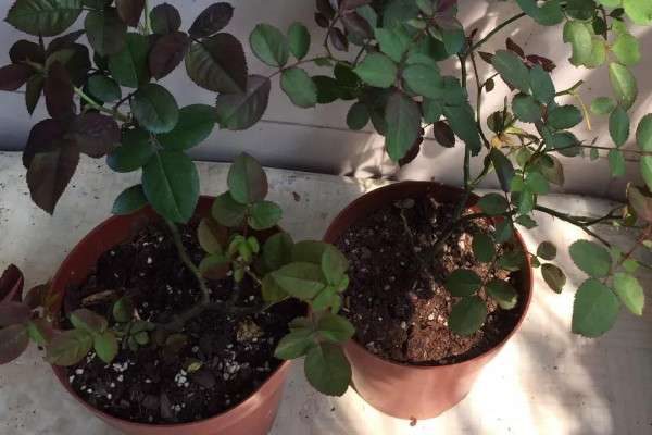 花盆土壤板结怎么办