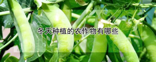 冬天种植的农作物有哪些