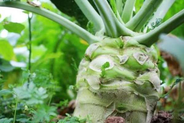 芥菜品种有哪些？