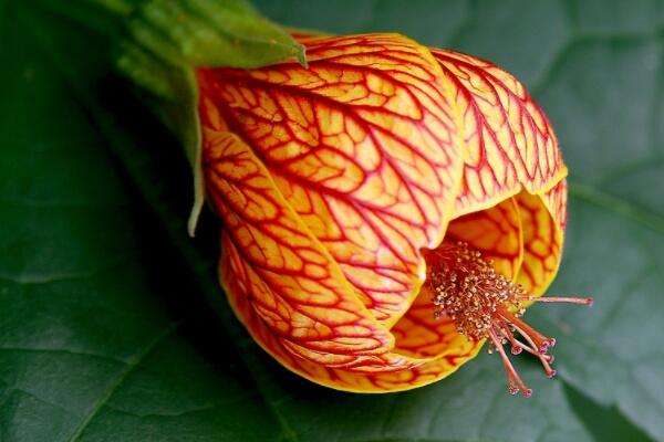 纹瓣悬铃花黄叶怎么办