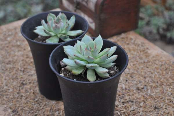 多肉上面的小白虫