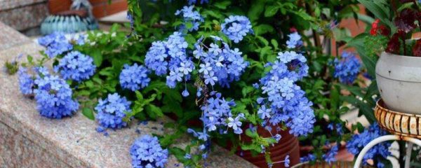 蓝雪花需要搭架子吗