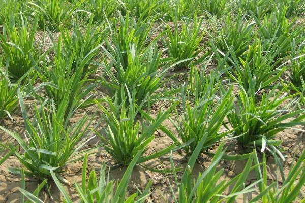 韭菜地蛆怎样防治