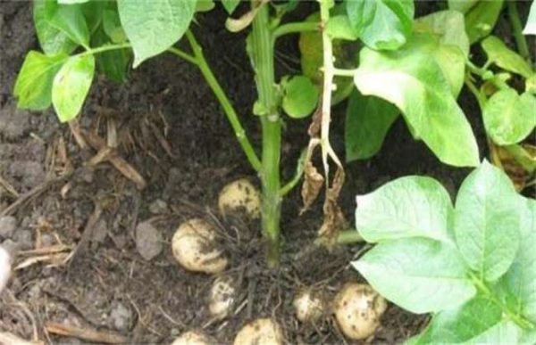 马铃薯冬季种植注意事项