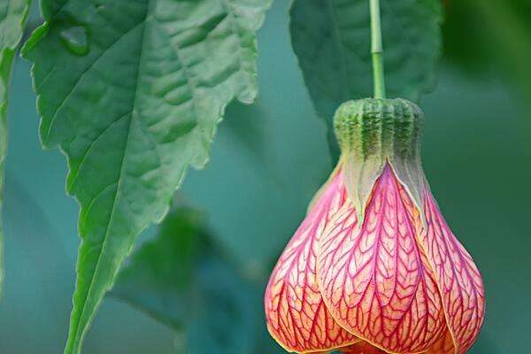 悬铃花有什么功效