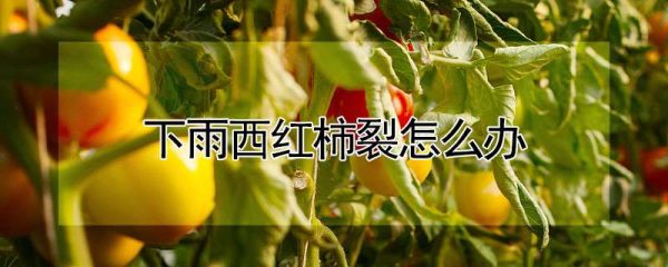 下雨西红柿裂怎么办