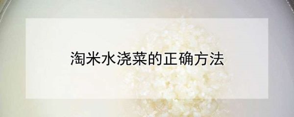 淘米水浇菜的正确方法