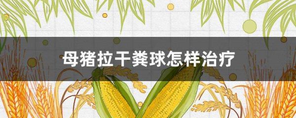 母猪拉干粪球怎样治疗