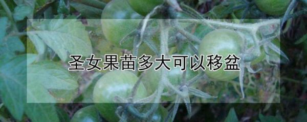 圣女果苗多大可以移盆