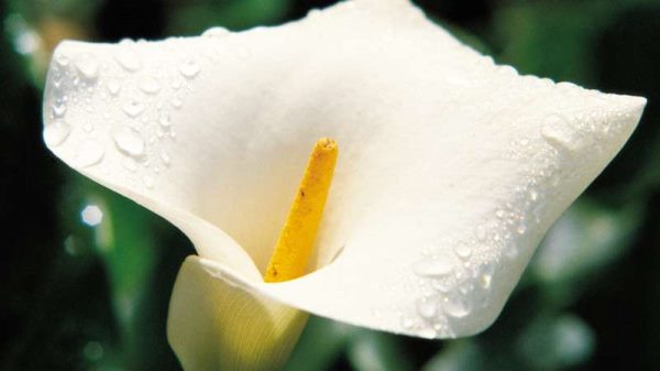 朋友之间送什么花合适