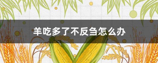 羊吃多了不反刍怎么办？