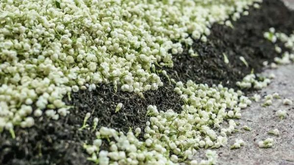 茉莉花茶属于什么茶叶