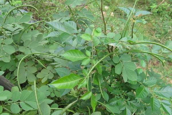 决明子是什么样子