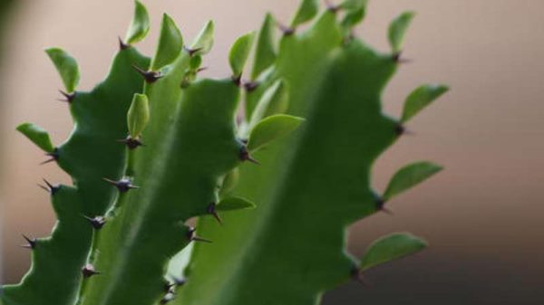 龙骨花叶子发黄是怎么了