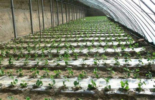 如何提高温室大棚的种植效益