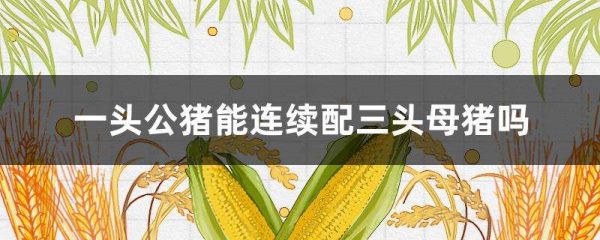 一头公猪能连续配三头母猪吗？