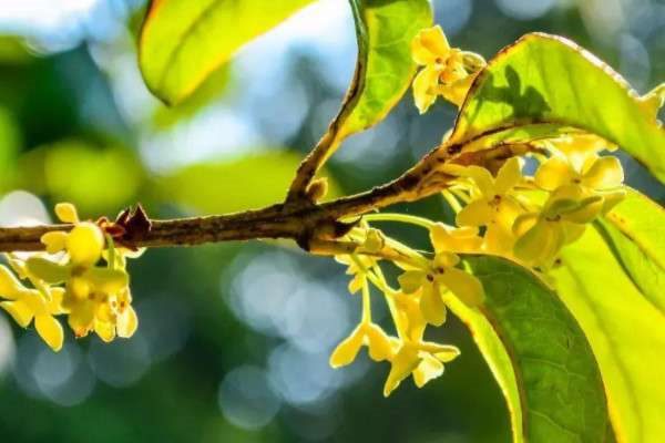 桃花梨花梅花还有什么花