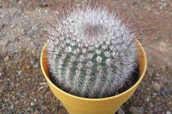 长盛球怎么不开花