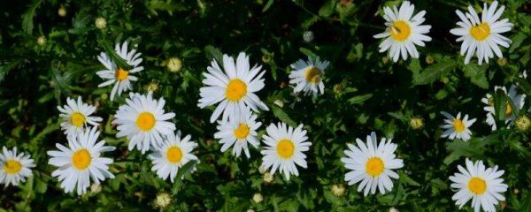 大滨菊是宿根的吗