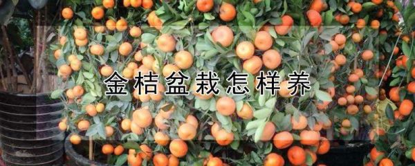 金桔盆栽怎样养