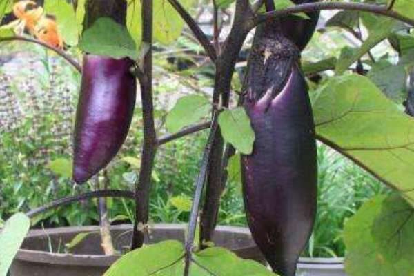 茄子移栽一般几天能活